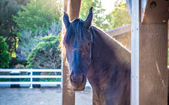 Horse standing outside barn