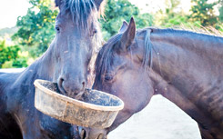Two horses with grain dish