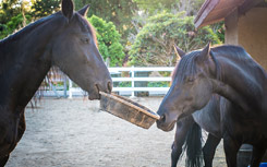 Two horses with grain dish in mouths