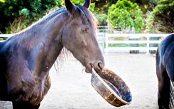 One horse with grain dish in mouth